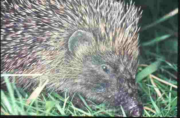 Hedgehog - Durham Wildlife Trust